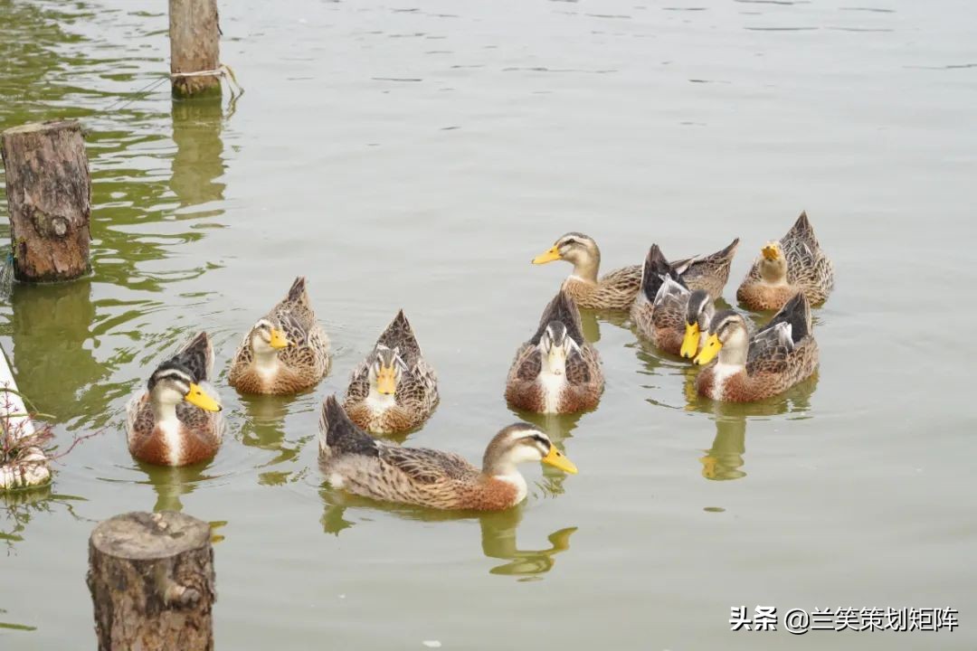 汉寿马涧村，此岸闻歌声，甜如糖橙的诗意栖居地