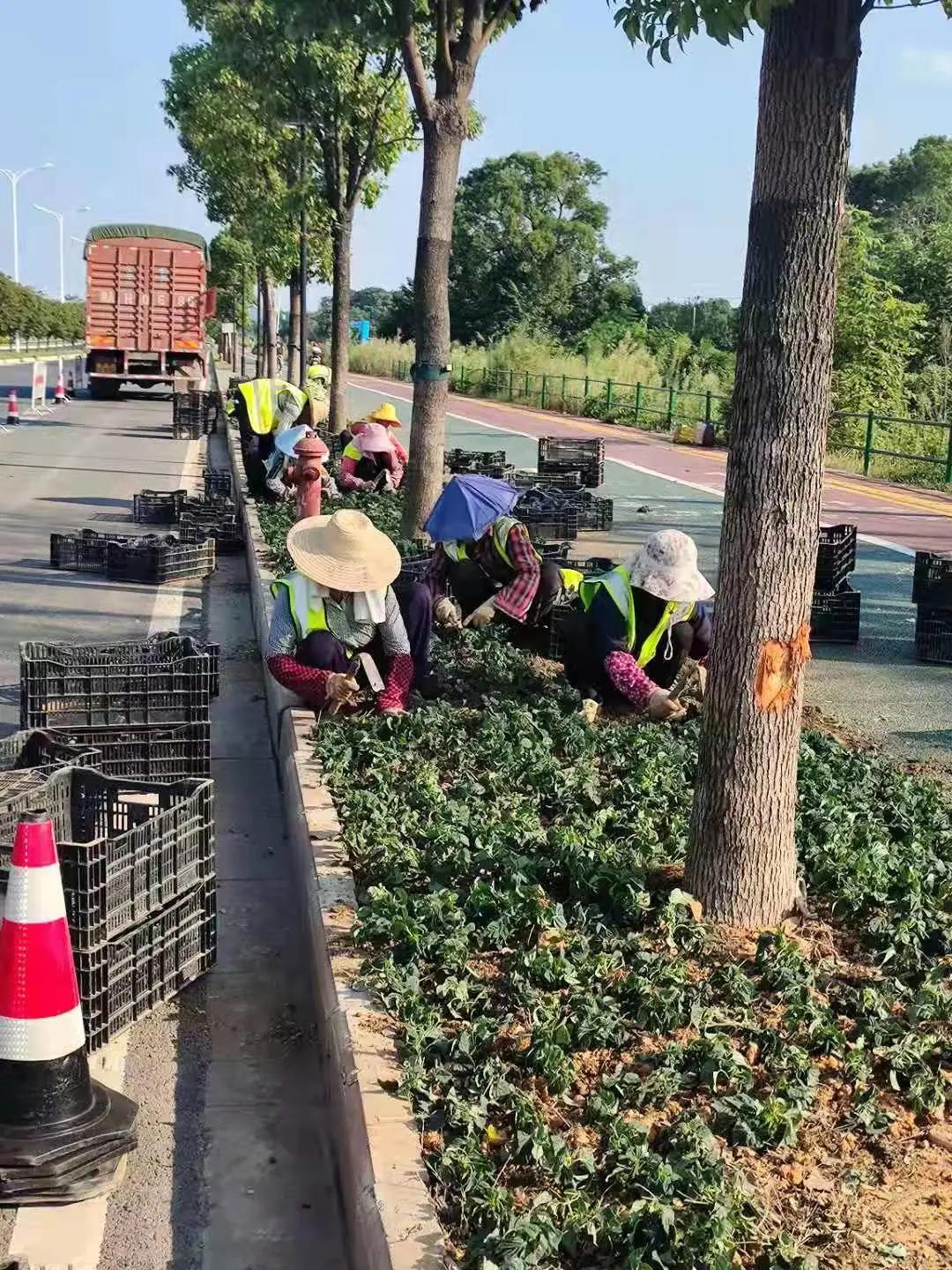 望城“百日攻坚”，城投项目在提速！