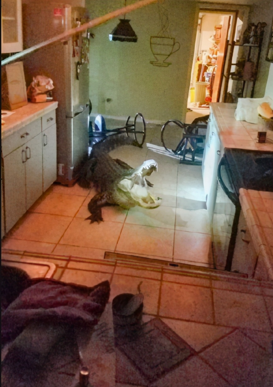 搞笑gif趣图兄弟们来跟我一起摇摆,大哥搞笑动图gif