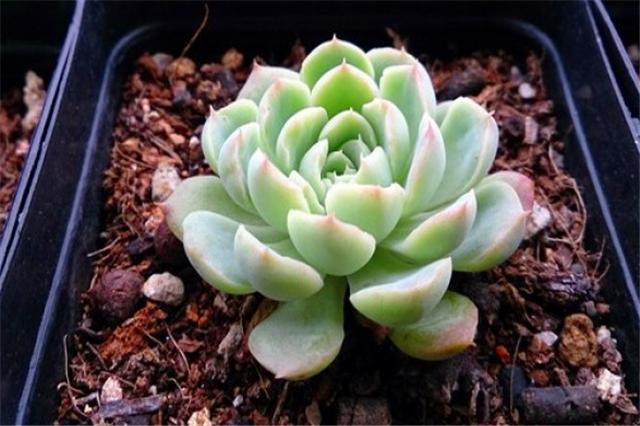 多肉冰梅养护“5妙招”，轻松爆盆饱满肥厚，白里透红美到惊艳