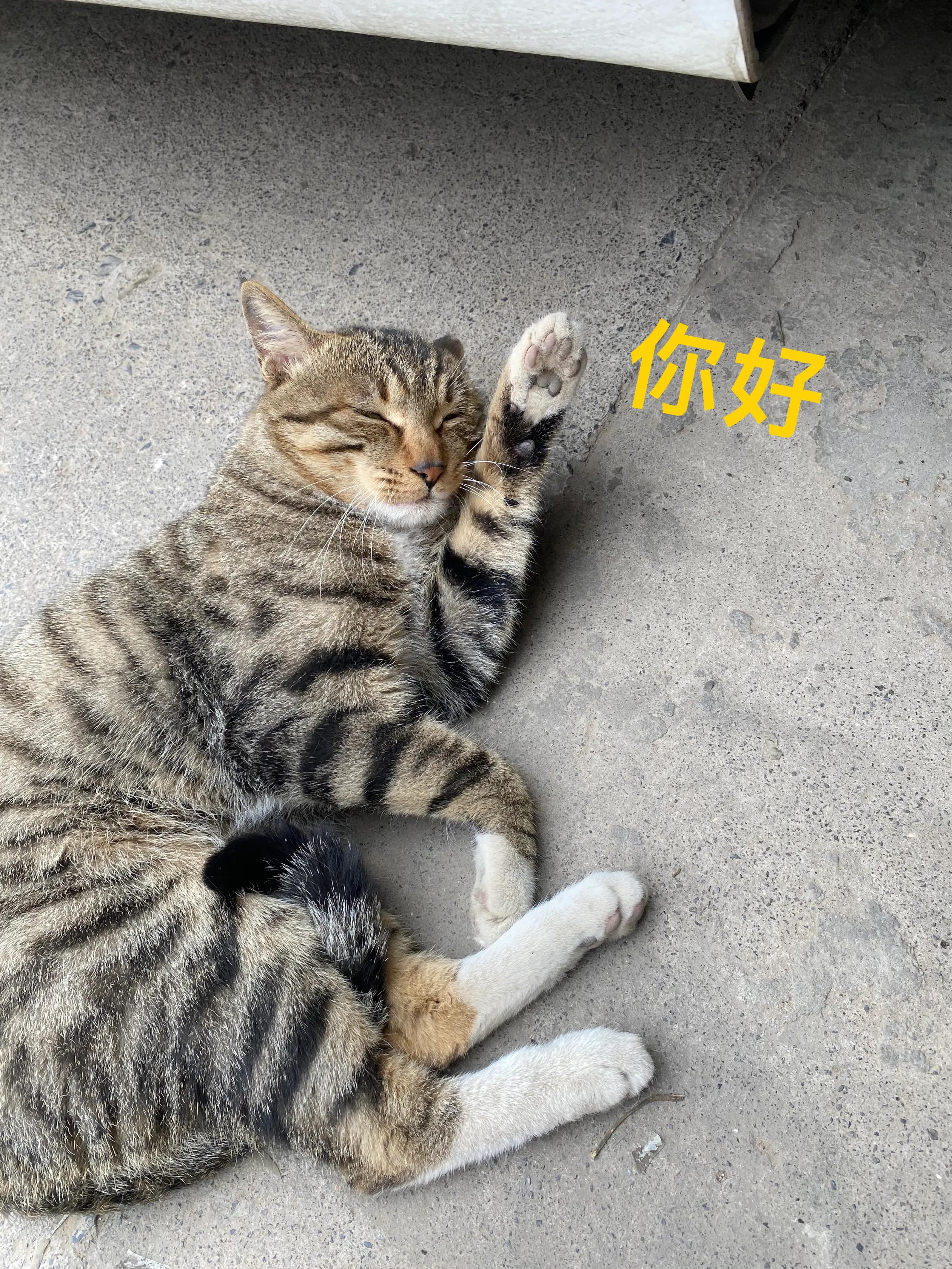 有哪些事情是你养猫后才知道的,养猫之后你会体会到的7件有趣事
