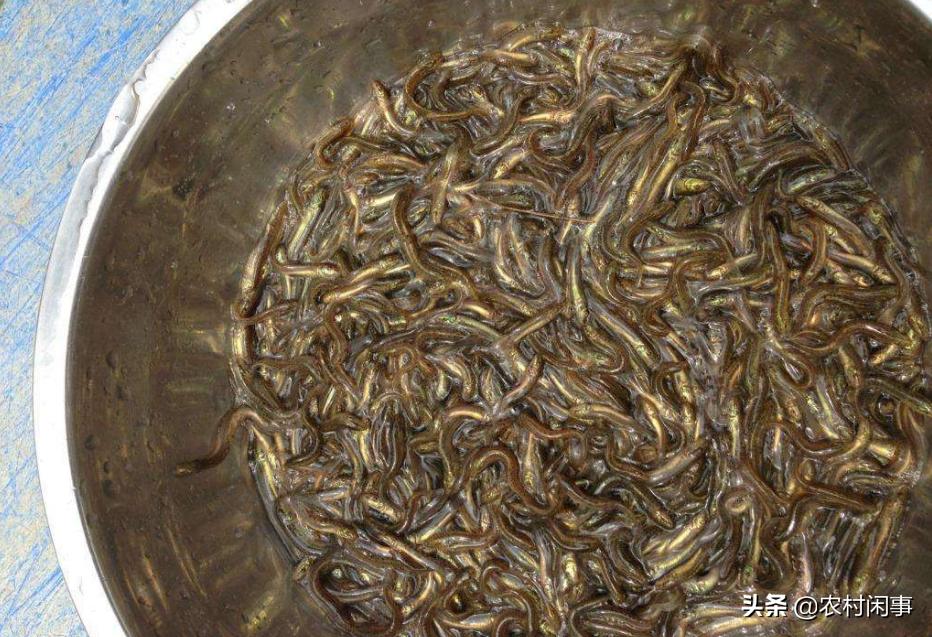 泥鳅养殖需要哪些条件和要求,泥鳅养殖要哪些条件