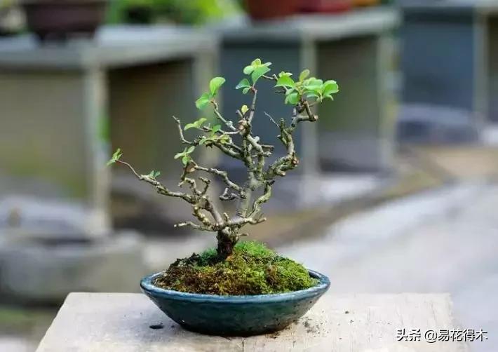日本长寿梅欣赏,日本长寿梅盆景枝条养护