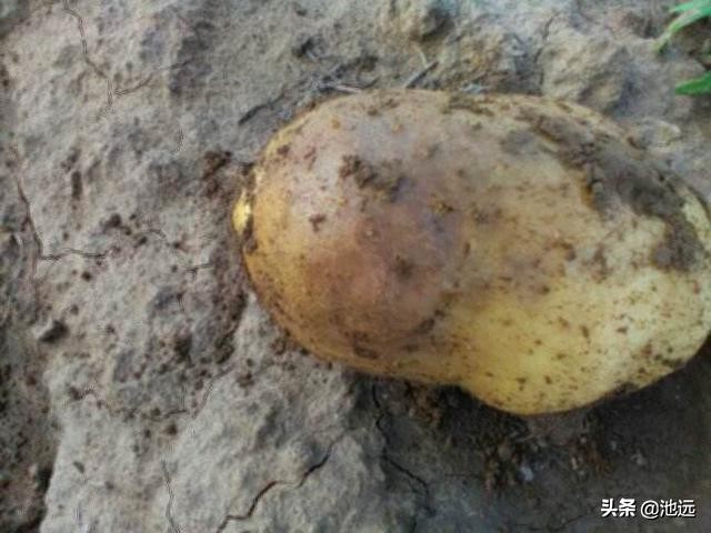 马铃薯母薯大面积腐烂是因为什么,马铃薯出苗后根部腐烂是什么问题