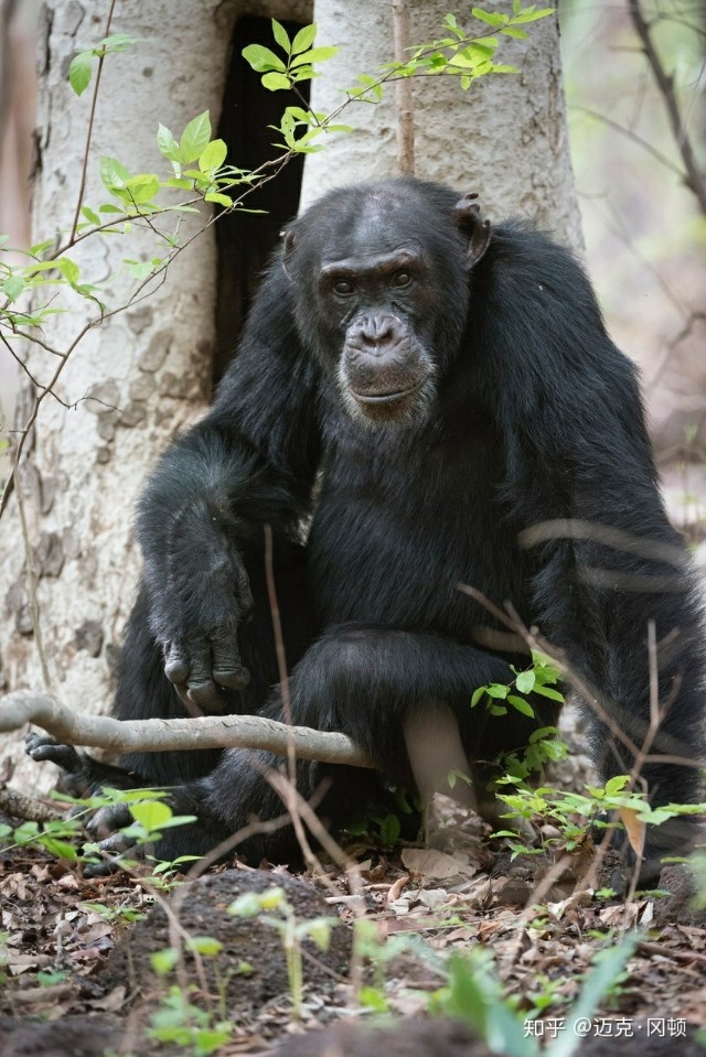 bbc纪录片真正权力的游戏,纪录片王朝权力的游戏