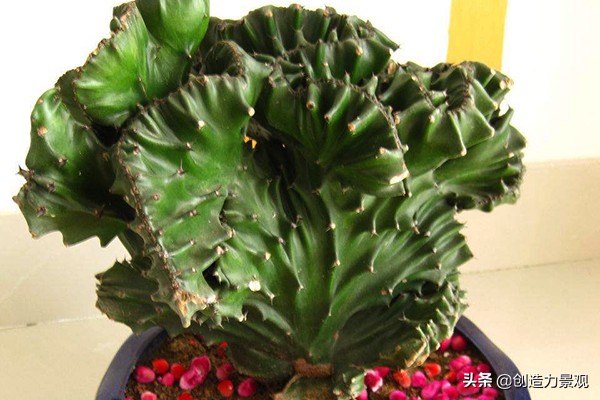 麒麟掌的风水好不好,麒麟掌风水有什么禁忌