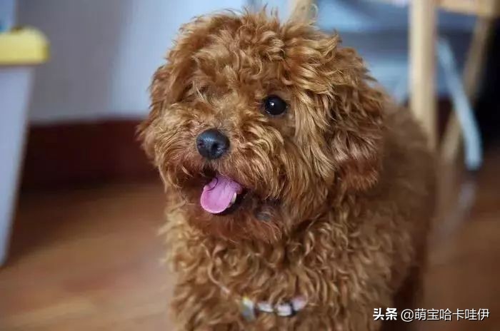 狗在家里闹怎么办,我家狗在外边流浪了两个月