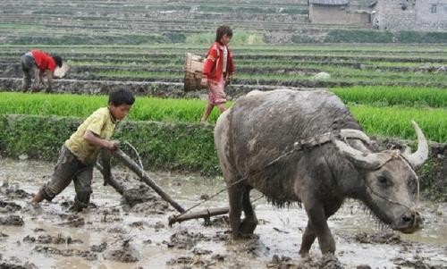 金立创始人玩什么牌输7亿,一把牌输7亿至今下落不明