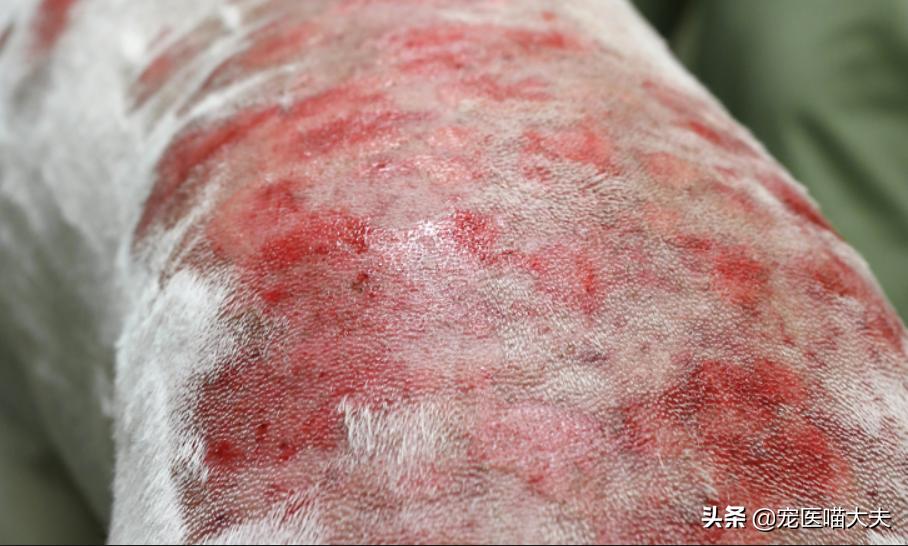 夏天狗狗得皮肤病,为啥狗狗总换季的时候得脓皮症