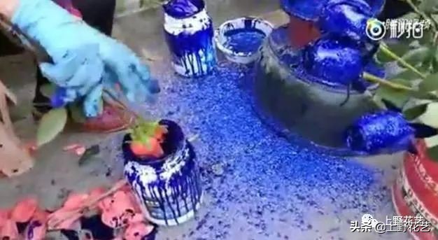 100种玫瑰高清,100种玫瑰花品种