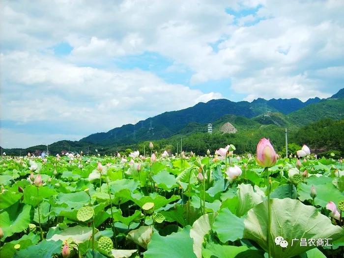 历史上的湘莲简介,湘莲产地和生长环境