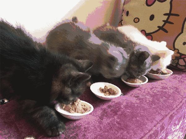 猫拉屎特别臭怎么回事,猫拉屎一直很臭什么原因