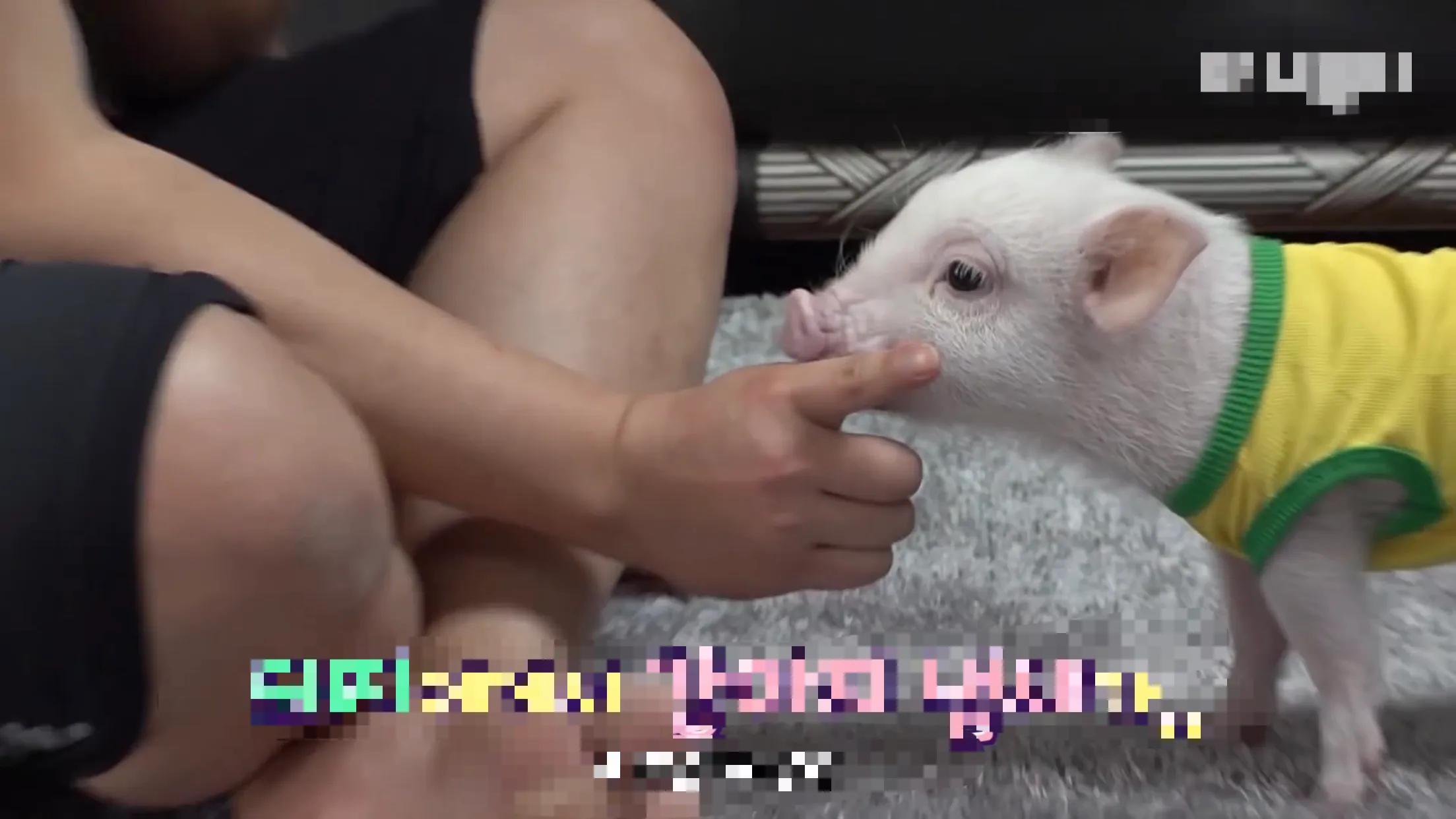 小猪的智商高达多少 (韩国最聪明的小猪)