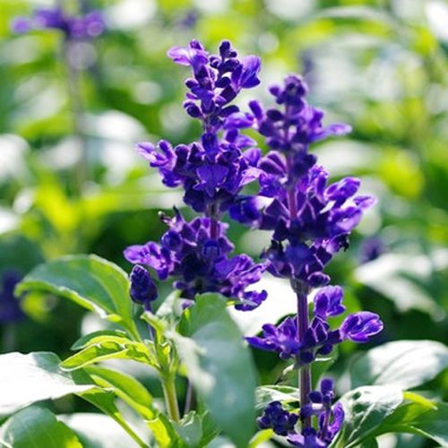 钃濈传鑹茬殑鑺辨湁鍑犵,10绉嶈秴缇庣殑娴呯传鑹茶姳