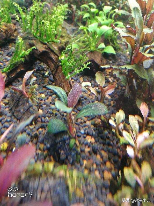 草缸辣椒榕大树造景,草缸辣椒榕怎么修剪