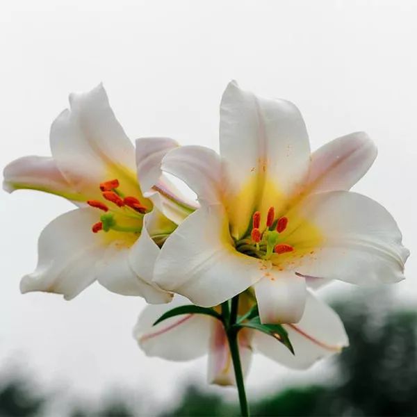 全部金木水火土五行五系植物介绍,五种植物代表五行