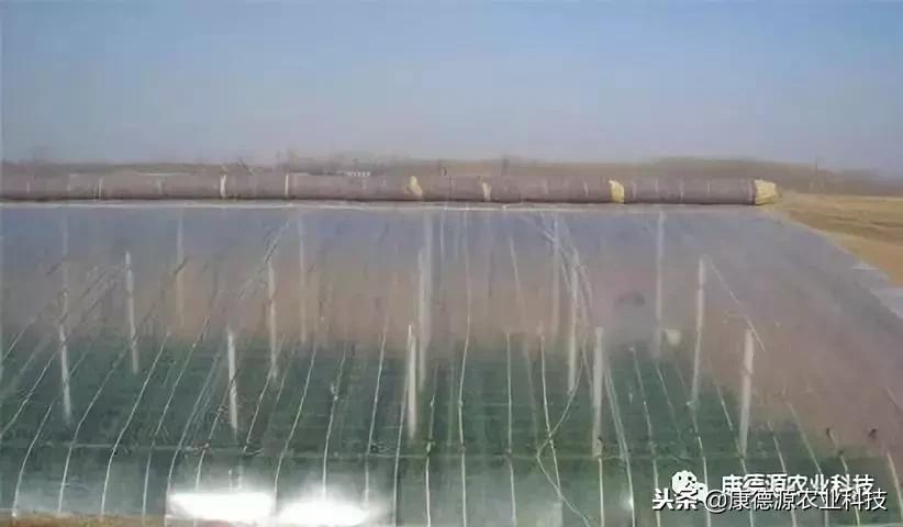 大棚的棚膜烂了怎么办,大棚棚膜滴水解决方法
