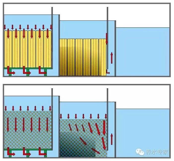 养鱼张哥最新视频,鱼缸怎么养锦鲤鱼最好