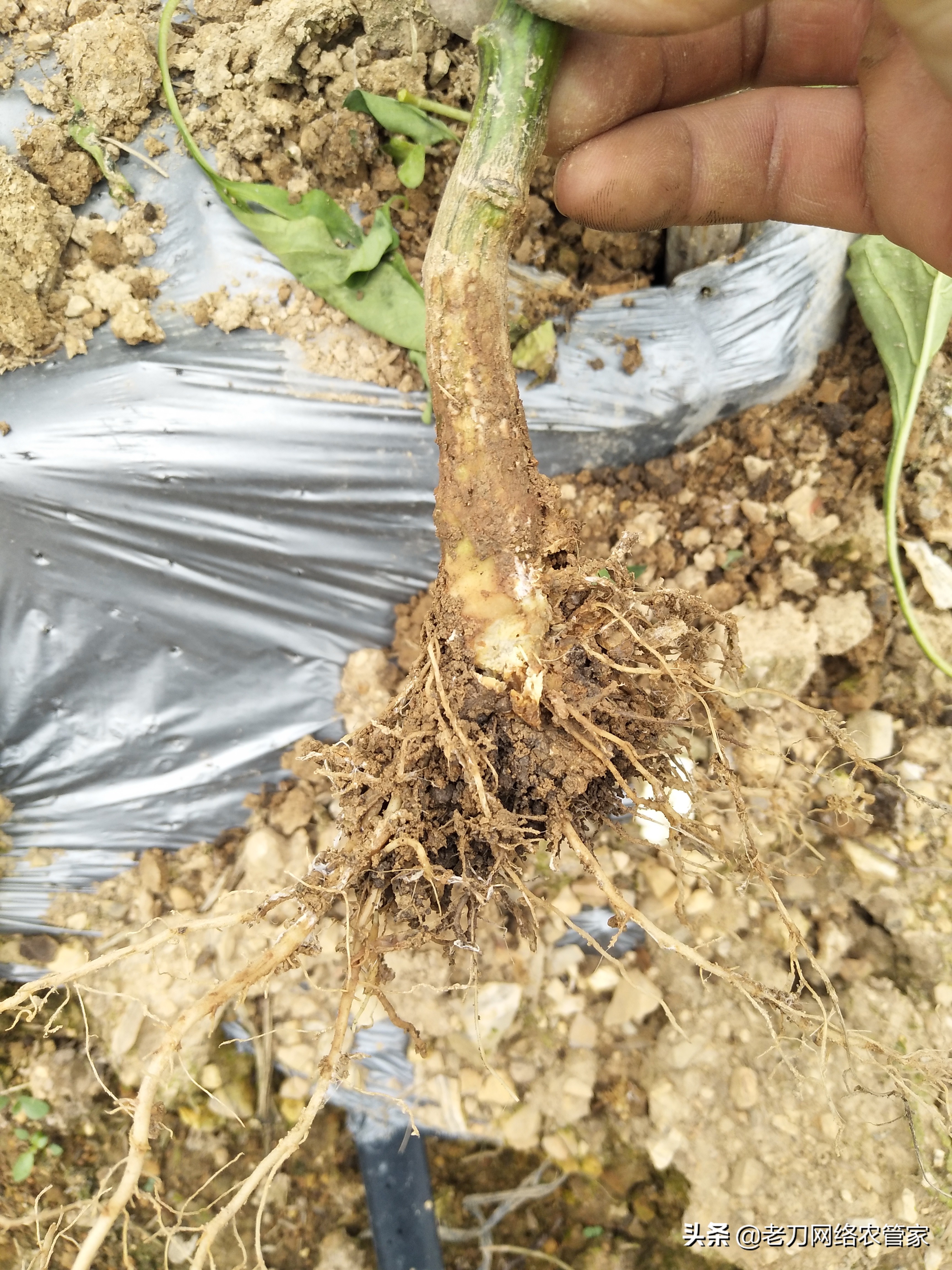 生石灰对辣椒什么病防治,甲醚环唑防治辣椒什么病