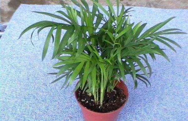 盆栽袖珍椰子养殖视频播放,袖珍椰树盆栽怎么养