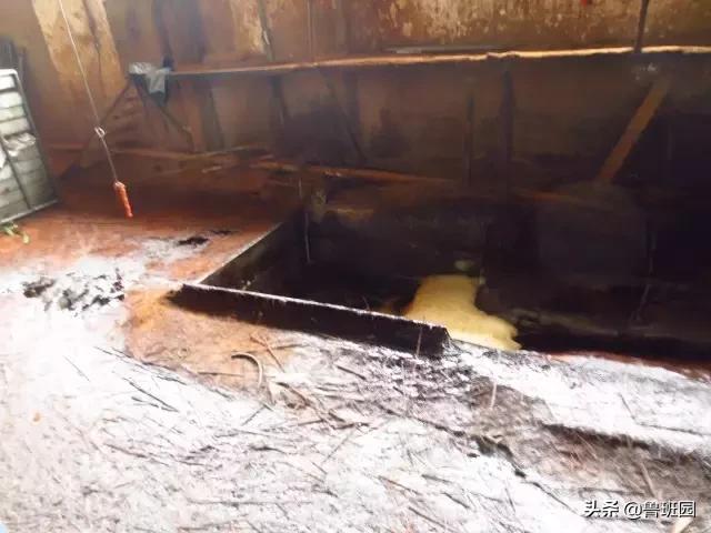 竹子怎么变异成龟甲竹,看竹子挖笋技巧