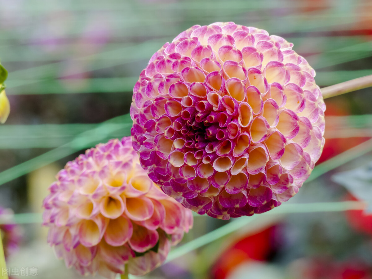 那些令人赞叹的庭院花卉,5种庭院生活方式的花卉