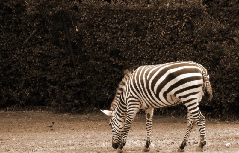 斑马斑马你不要睡着啦什么意思,斑马斑马你不要睡着啦是什么意思