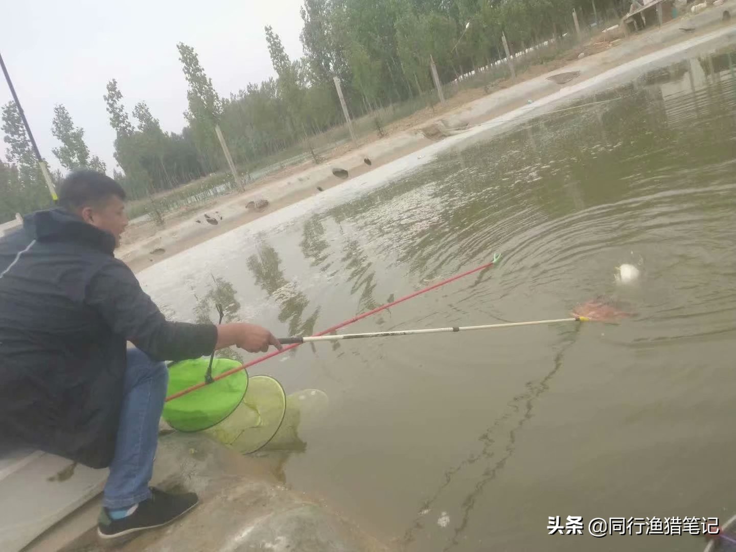 黑坑鱼饵最佳配方,黑坑皮筋颗粒钓滑口鲤鱼