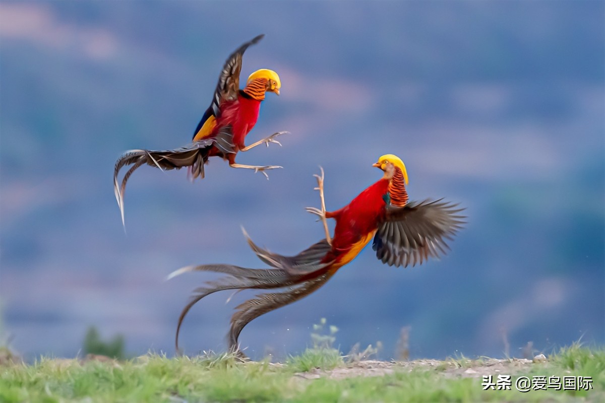 观鸟大年,观鸟大年免费