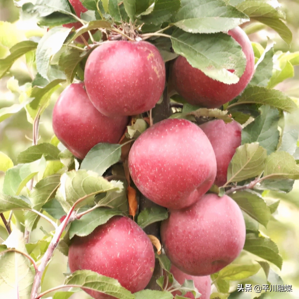 又香又脆又甜的苹果,好吃的苹果又脆又甜青苹果