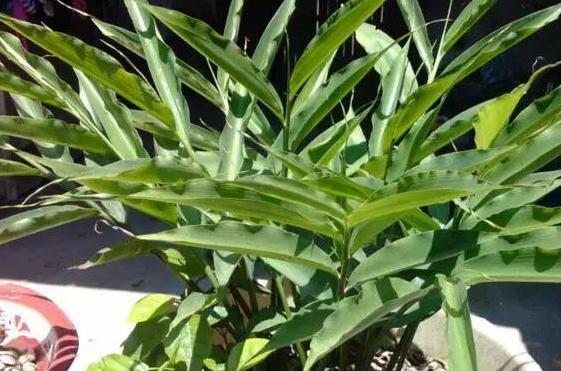 生姜盆景造型,生姜水养盆景的方法