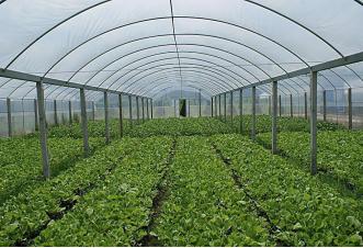 支持的是大棚，整治的是大棚房，区别你弄得明白吗？