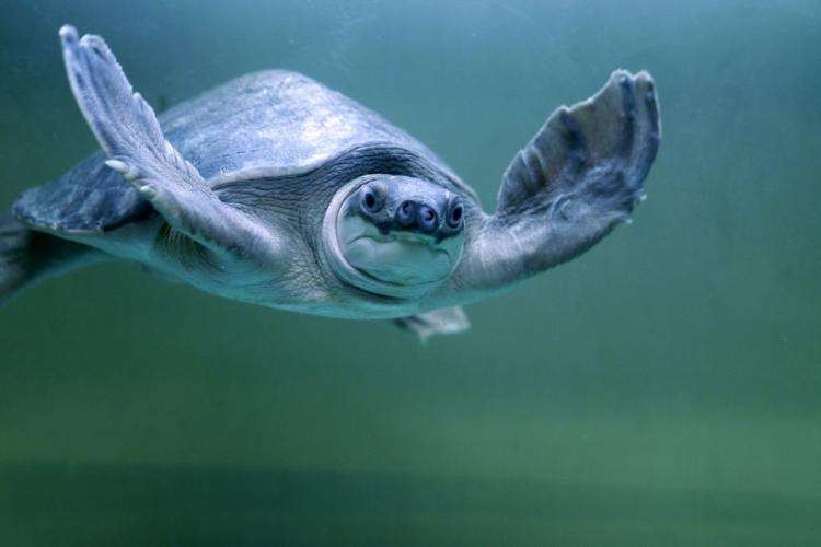 龟消除水肿的最快方法,石金钱龟水肿怎么办