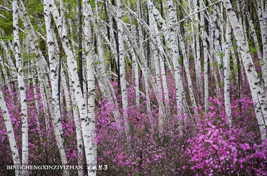 寻找中国最美的春季,探寻中国最美秘境