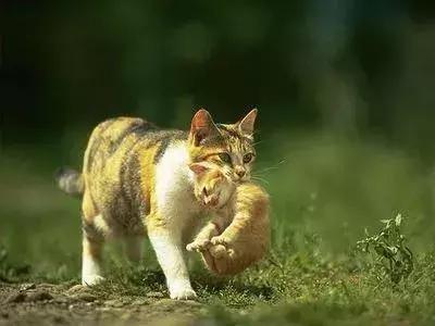 怎样催眠小猫咪,如何催眠一只小猫咪