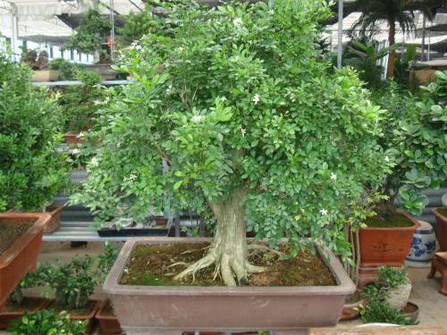 养一盆九里香能满屋飘香吗,如何养好九里香树