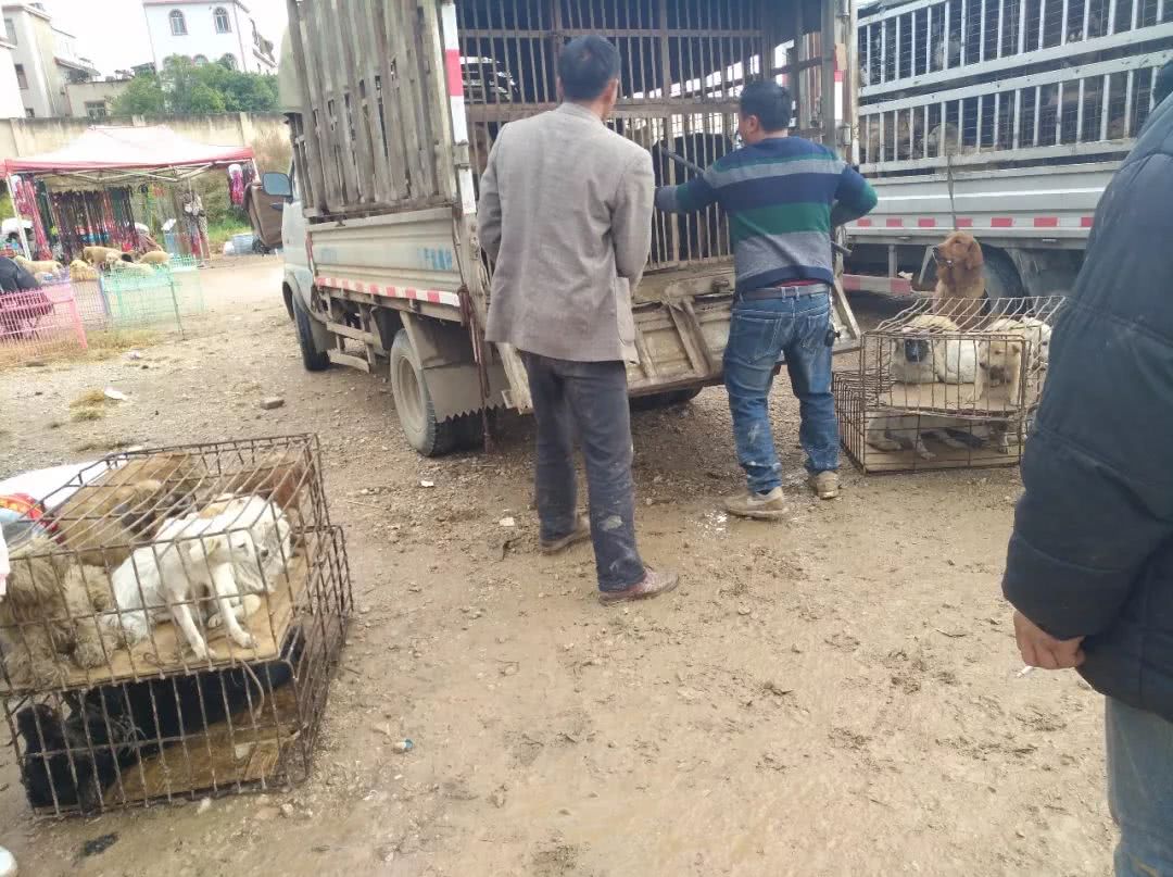 狗市拉布拉多500块钱能买吗,拉布拉多串土狗几代做肉狗