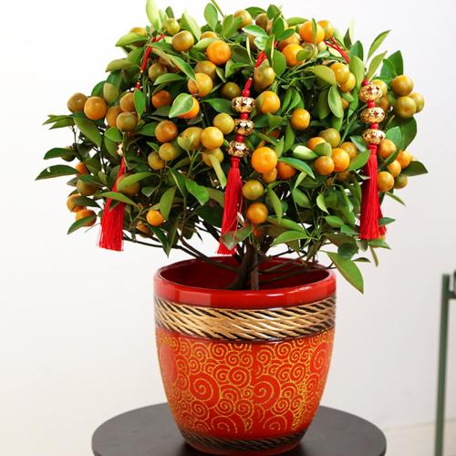 家里种什么招财又旺宅,院中栽什么树聚财镇宅