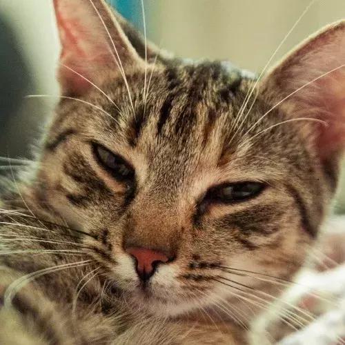 宠物生活节南京,南京宠物文化节活动