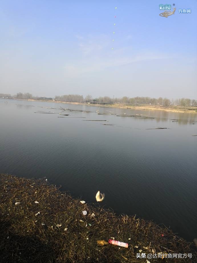 麦子钓野河鱼的最佳配方,野钓鲤鱼最诱鱼的酒米