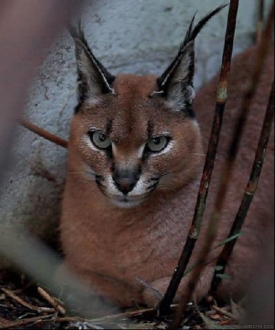猫咪猜杯子游戏第三关,猫猜杯子游戏