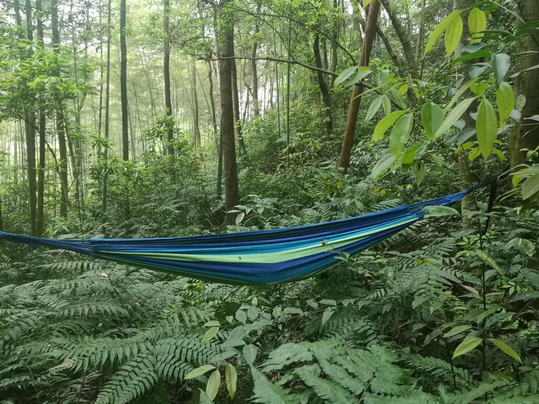 在森林里书籍,在森林中生活