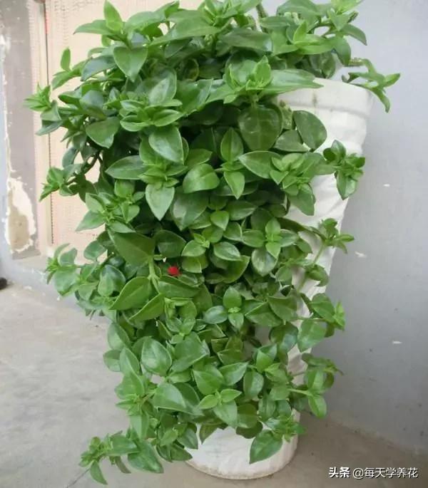 好养的瀑布藤蔓植物,像绿萝垂吊植物