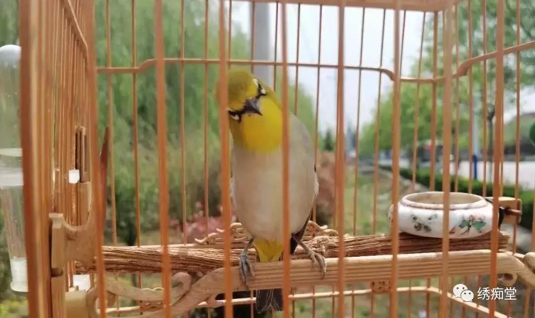 红子雏鸟仰头纠正方法,预防鸟仰头的方法