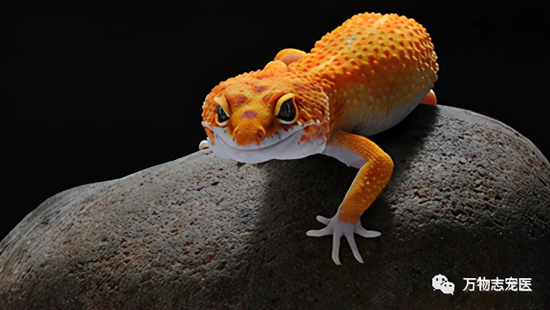 新宠到家笼养几天,新手饲养守宫必备什么品种