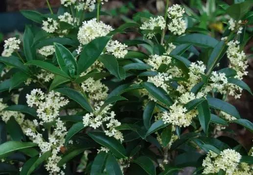 pick国花评选,国花评选活动