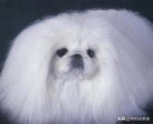 这才是真正的中华田园大黄犬,真正的中华田园犬是大黄狗吗