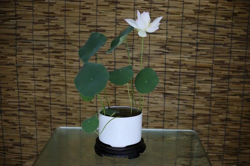 碗莲结了藕想让它再次开花怎么种,碗莲种藕生长到开花全过程