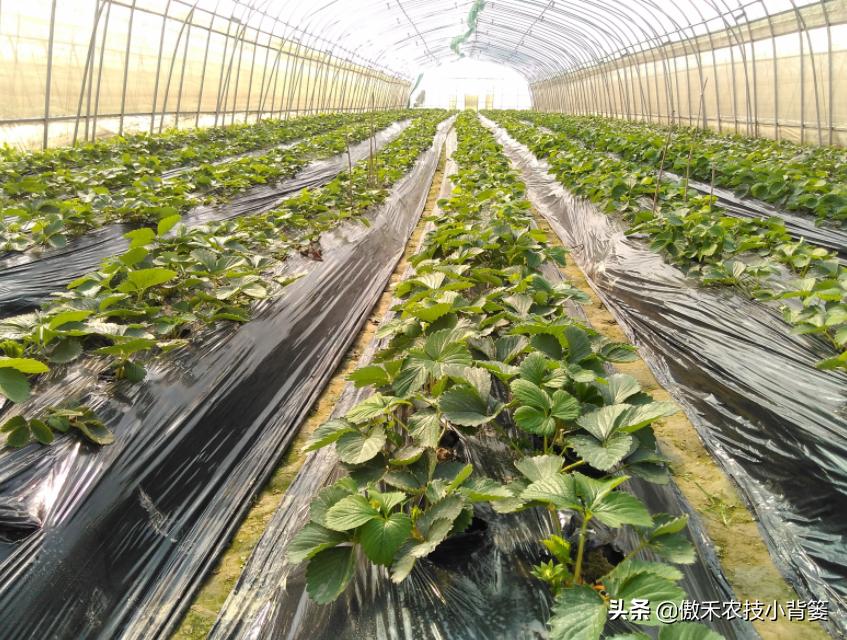 盖地膜怎么选颜色,大棚地膜用什么颜色的好