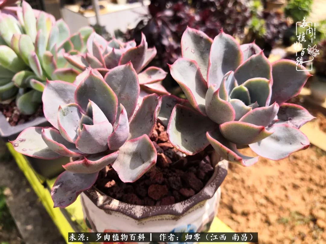 人生转个弯,在小院遇见落入凡间的多肉小精灵